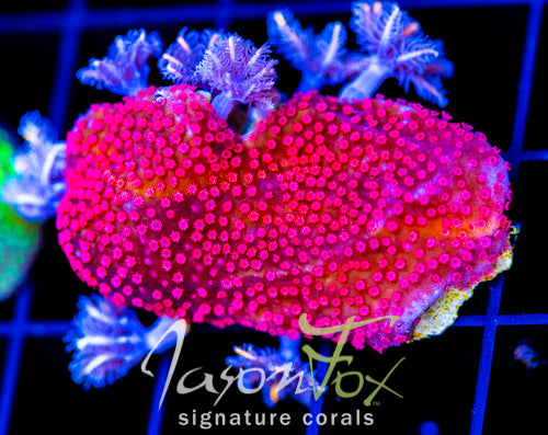 JF TANGERINE TWISTERS CLOVES COMBO