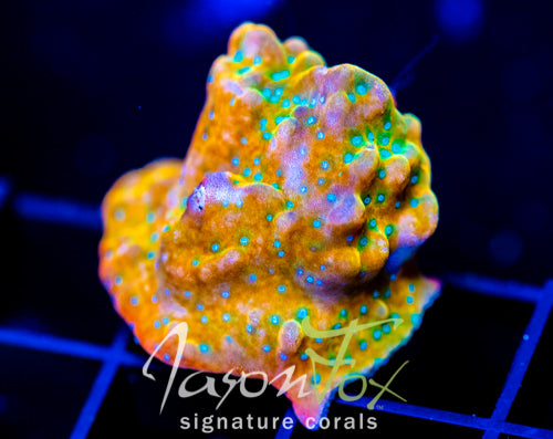 JF VINO MONTI XL FRAG