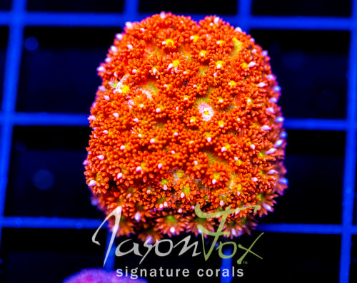 JF KALEIDOSCOPE GONI