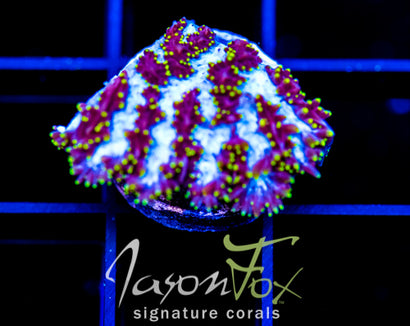 JF FIRE WATER HYDNOPHORA