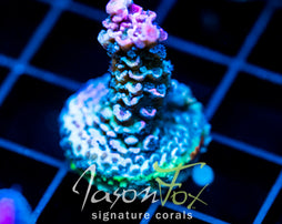 JF MOLOTOV COCKTAIL TENIUS