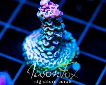 JF MOLOTOV COCKTAIL TENIUS