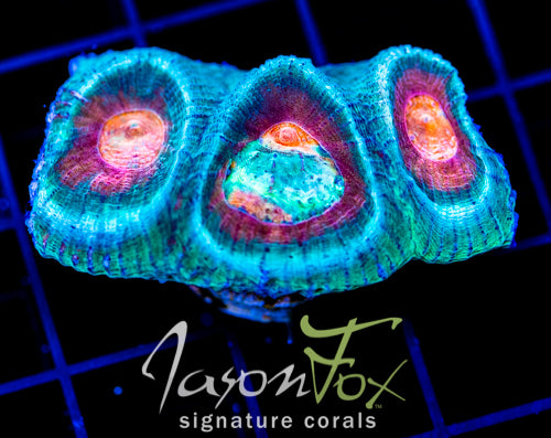 JF AGAPE FAVIA XL FRAG