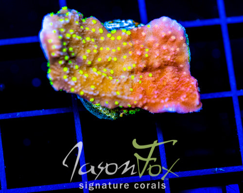 JF GRAFTED SUN MONTI