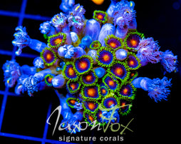 JF DRAGON EYES ZOAS COMBO XXL FRAG