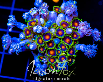 JF DRAGON EYES ZOAS COMBO XXL FRAG