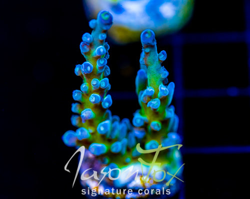 JF LEMONGRASS ACRO