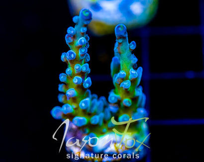 JF LEMONGRASS ACRO