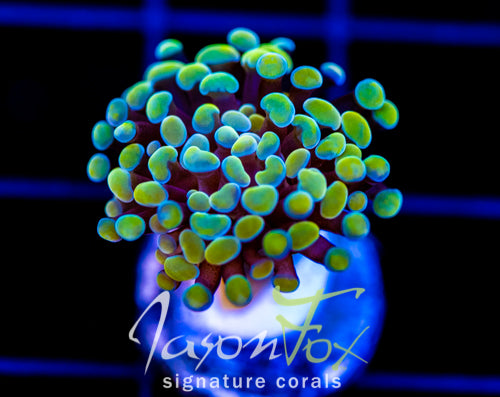 JF NEON NIGHTSHADE HAMMER
