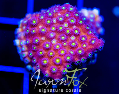 BLING BLING CYPHASTREA