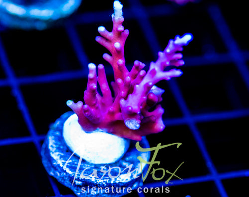 TYREE RED DRAGON ACRO