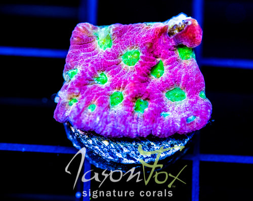 JF DAY GLO FAVIA