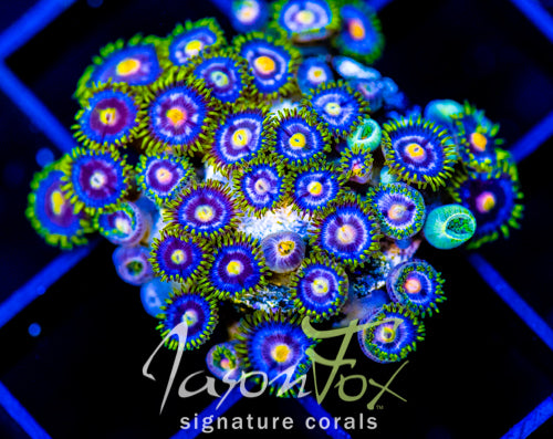 ASS MONKEYS ZOAS COMBO