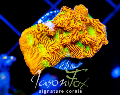 JF JACK O LANTERN LEPTO