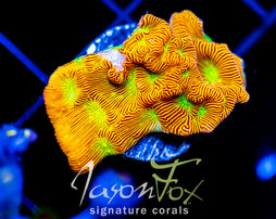 JF JACK O LANTERN LEPTO