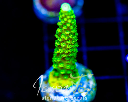 GREEN SLIMER ACRO