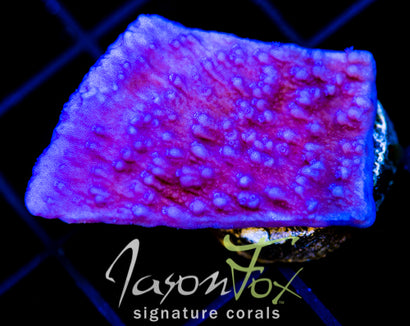 JF PURPLE CAP