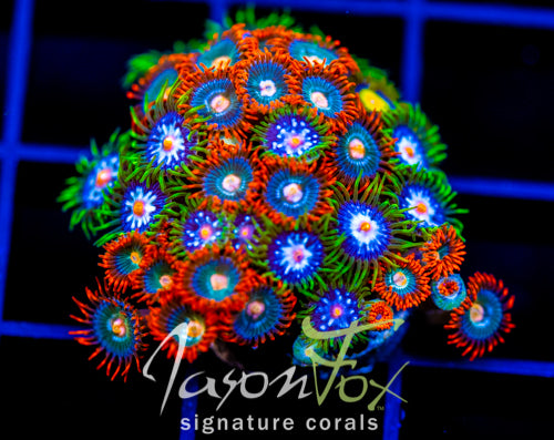 JF ZOA BOUQUET