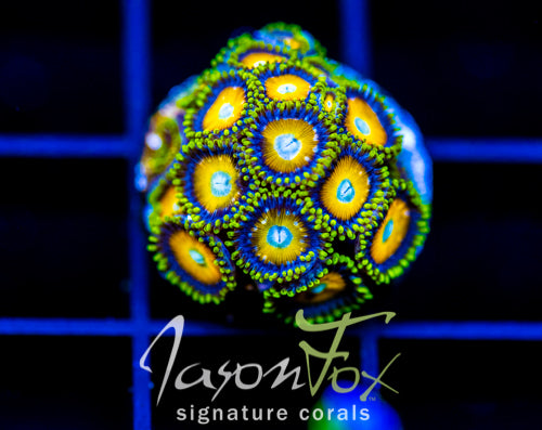 JF AUSSIE SCAMBLED EGG ZOAS