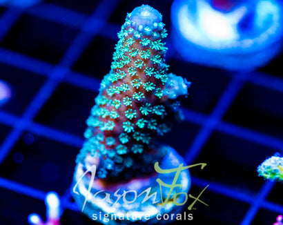 JF AUTUMN BLAZE ACRO