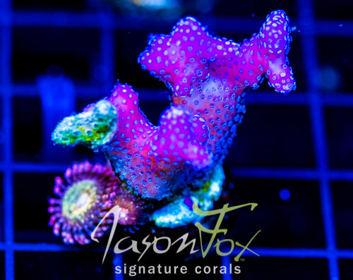 JF RAINBOW STYLO COMBO