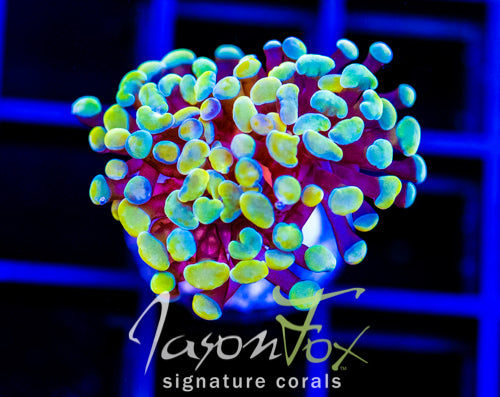JF NEON NIGHTSHADE HAMMER
