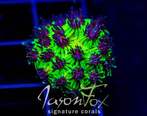 JF INFERNO GALAXIA