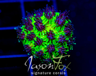 JF INFERNO GALAXIA