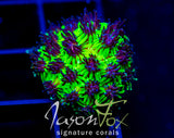JF INFERNO GALAXIA