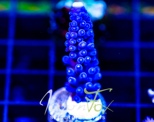 JF BLUE MONSTER TORT