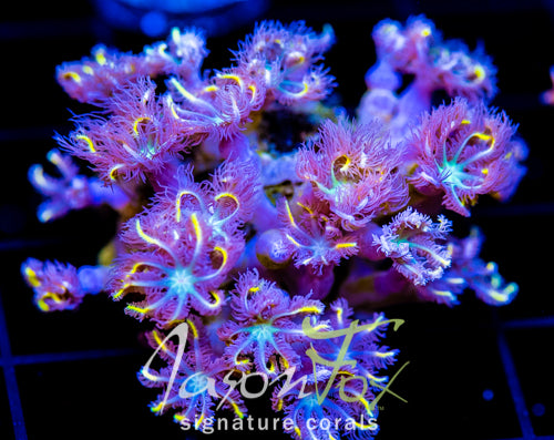 JF YELLOW INFUSED RAINBOW CLOVES XL