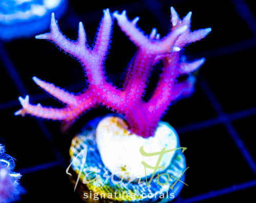 JF PINK FLAMINGO BN