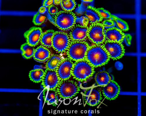JF DRAGON EYES ZOAS XL FRAG