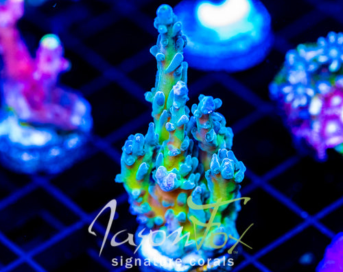 JF LEMONGRASS ACRO XL FRAG