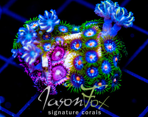 JF STARGAZERS ZOAS COMBO