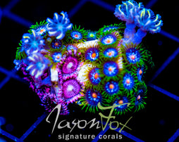 JF STARGAZERS ZOAS COMBO