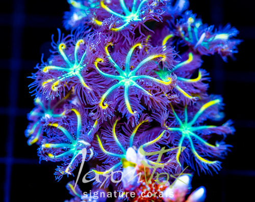 JF YELLOW INFUSED RAINBOW CLOVES