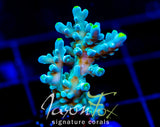 JF RADIANT STAG