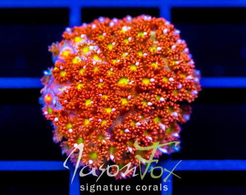 JF KALEIDOSCOPE GONI