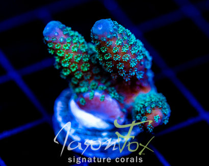 JF AUTUMN BLAZE ACRO