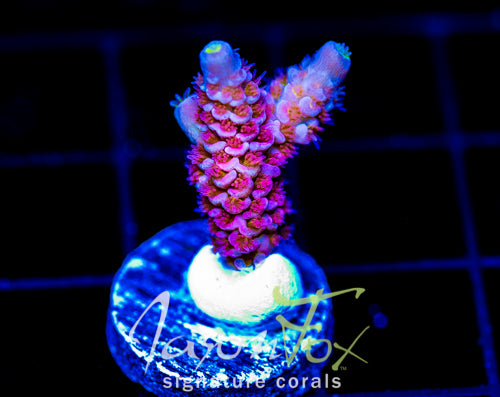 JF SUPER PINK TENIUS