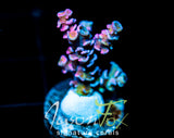 JF PINK PRISM TENIUS
