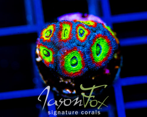 F2M HOLY GRAIL MICROMUSSA