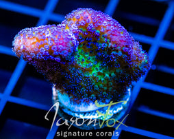 JF BLUEBERRY FIELDS STYLO