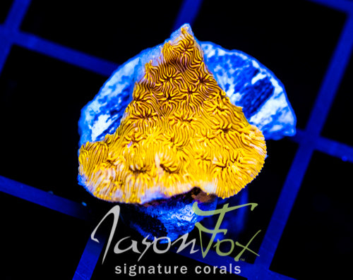 JF GOLDEN YELLOW PAVONA