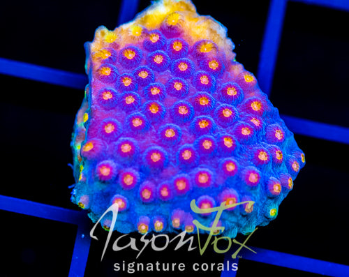 JF BUZZ KILL CYPHASTREA