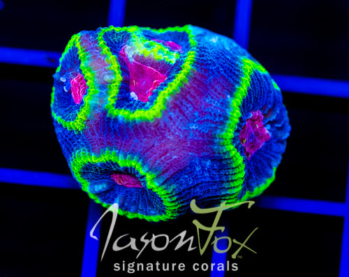 JF LAVA DOME FAVIA