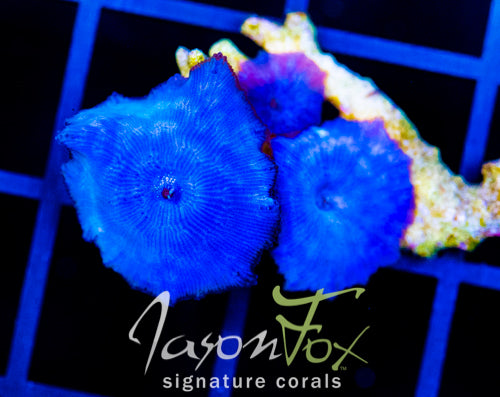 JF BLUE MUSHROOM