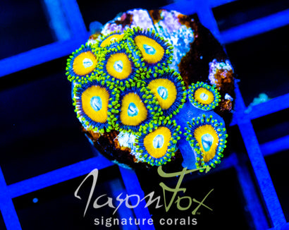 JF AUSSIE SCAMBLED EGG ZOAS