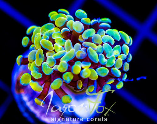 JF NEON NIGHTSHADE HAMMER